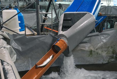 Fish Pumps